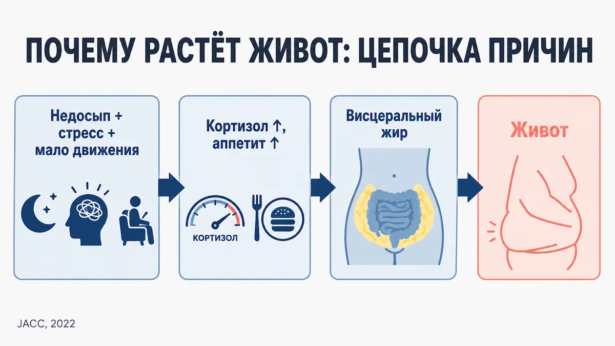 Цепочка причин: как недосып и стресс превращаются в жир на животе. что растит жир на животе: недосып, стресс, дефицит движения