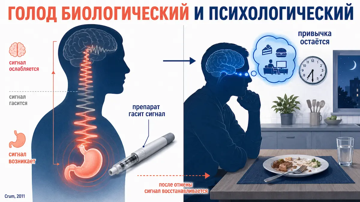 Как агонист ГПП-1 действует на аппетит: схема