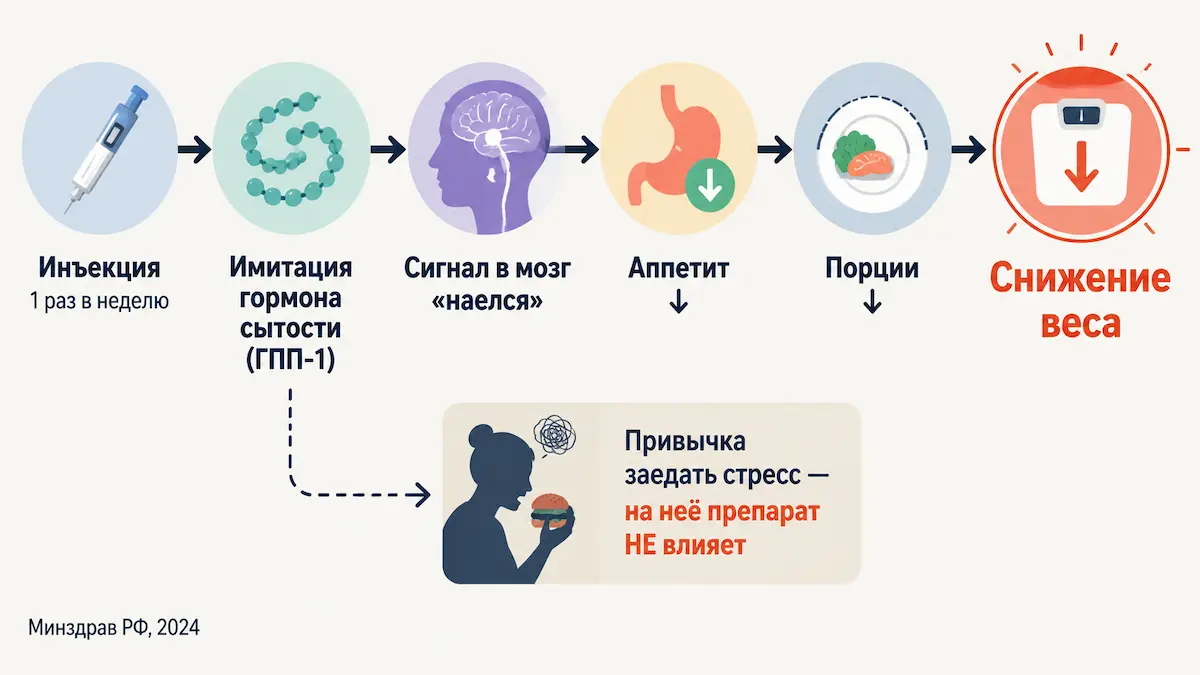 как работает ГПП-1: сигнал сытости в мозг, снижение аппетита