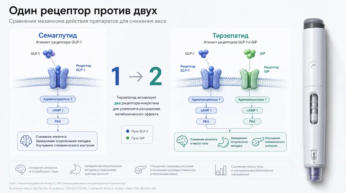 тирзетта что это: двойное действие тирзепатида на рецепторы GLP-1 и GIP