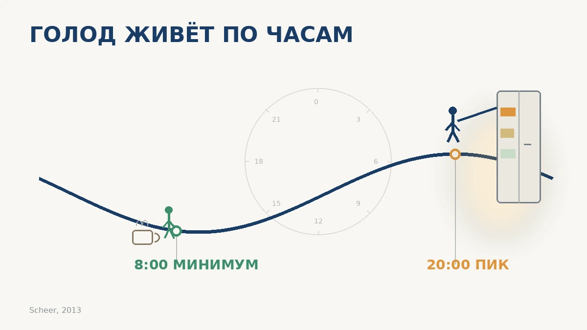 Схема суточного ритма голода: минимум около 8 утра и пик около 20 часов вечера
