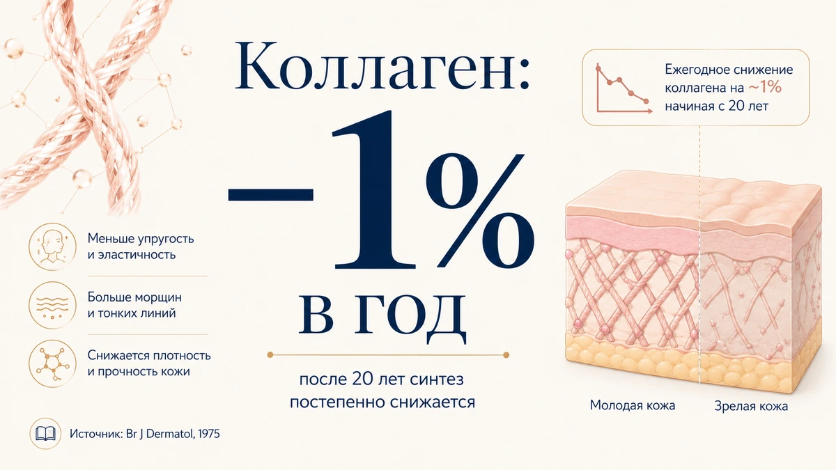 С возрастом кожа теряет около 1% коллагена в год — поэтому после 35–40 лет она сокращается медленнее Потеря коллагена с возрастом — почему живот после похудения остаётся дряблым
