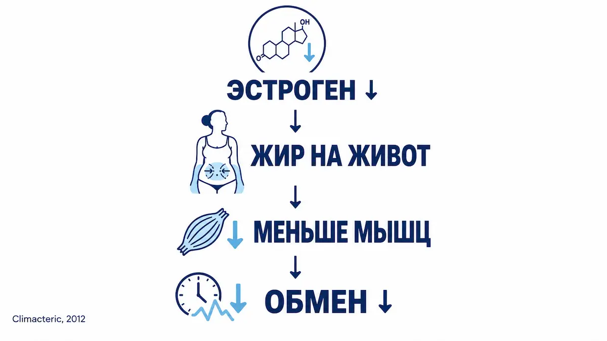 Инфографика: почему при менопаузе растёт вес &mdash; четыре механизма
