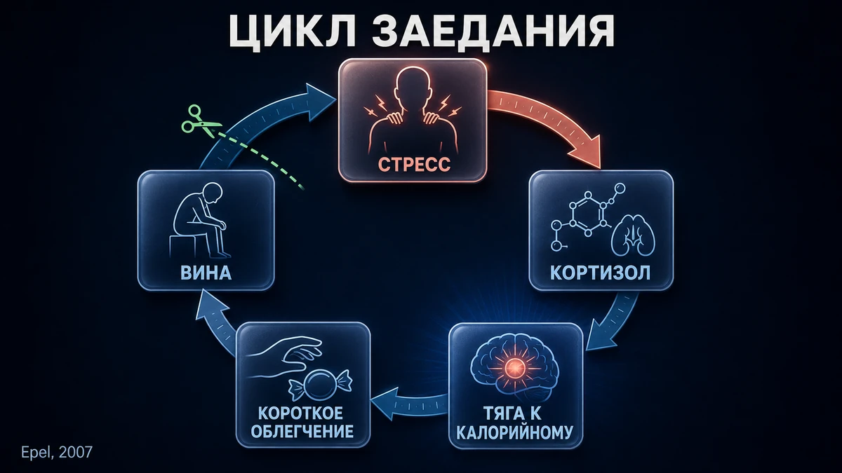 Цикл замыкается на вине: она сама становится новым стрессом и запускает следующий эпизод эмоциональное переедание: схема замкнутого цикла стресс — кортизол — тяга к еде — облегчение — вина
