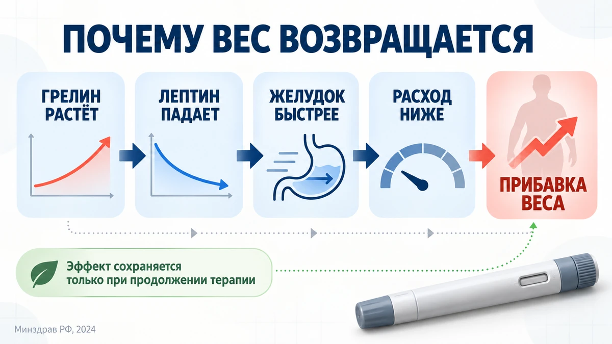 отмена семаглутида: схема причин возврата веса &mdash; грелин, лептин, опорожнение желудка, метаболическая адаптация